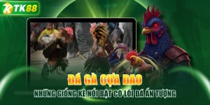 Đá Gà TK88 | Sảnh Đấu Đa Dạng, Trận Đấu Cập Nhật Liên Tục - ROYAL96