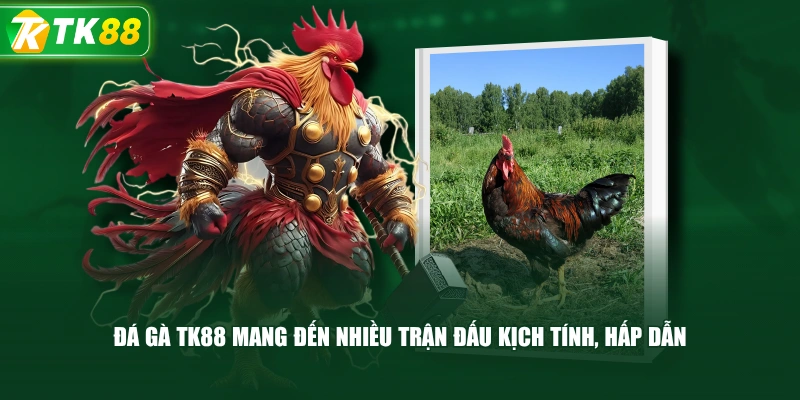Đá Gà TK88 | Sảnh Đấu Đa Dạng, Trận Đấu Cập Nhật Liên Tục - ROYAL96