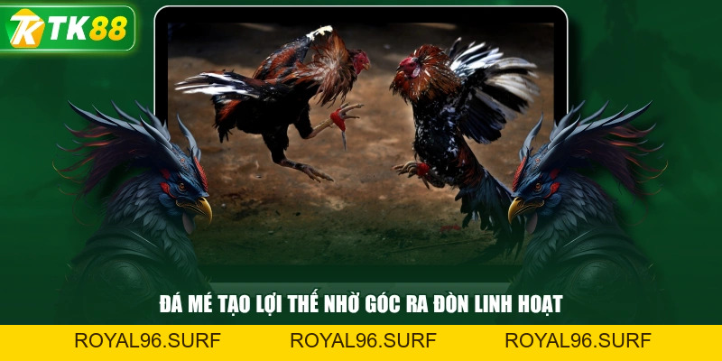 Gà Rừng Đá Cựa Sắt Tạo Dấu Ấn Với Những Thế Đá Hay - ROYAL96
