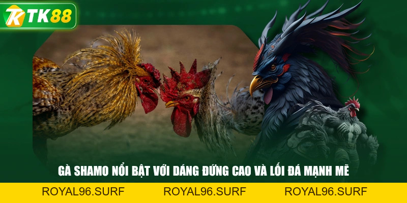 Đá Gà Cựa Dao | Những Giống Kê Nổi Bật Có Lối Đá Ấn Tượng - ROYAL96