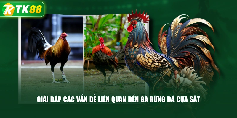 Gà Rừng Đá Cựa Sắt Tạo Dấu Ấn Với Những Thế Đá Hay - ROYAL96