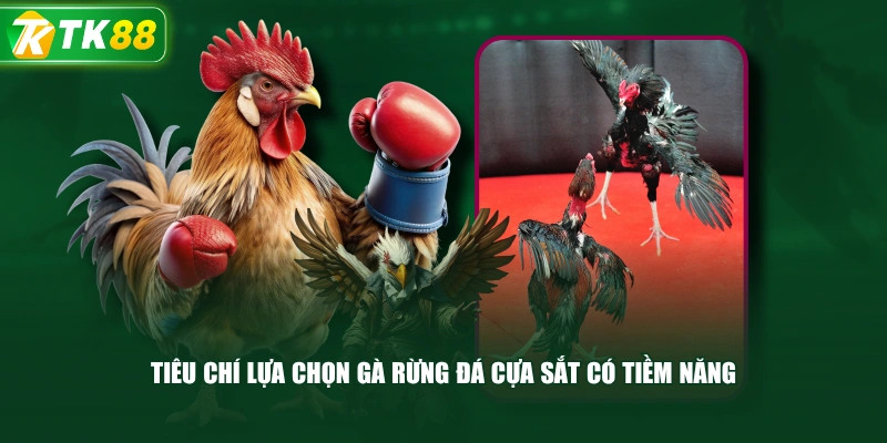 Gà Rừng Đá Cựa Sắt Tạo Dấu Ấn Với Những Thế Đá Hay - ROYAL96