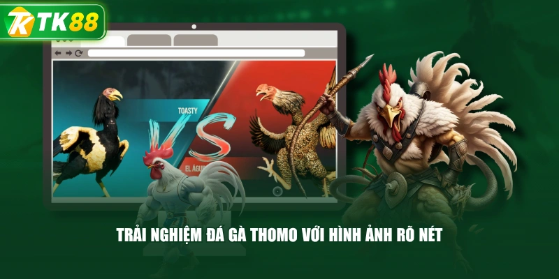 Luật Đá Gà Thomo Và Những Quy Định Cơ Bản Cần Biết - ROYAL96